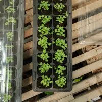 Minidrivhus fönsterbräda – 2-pack