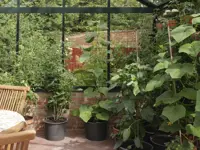 Tomatspiraler